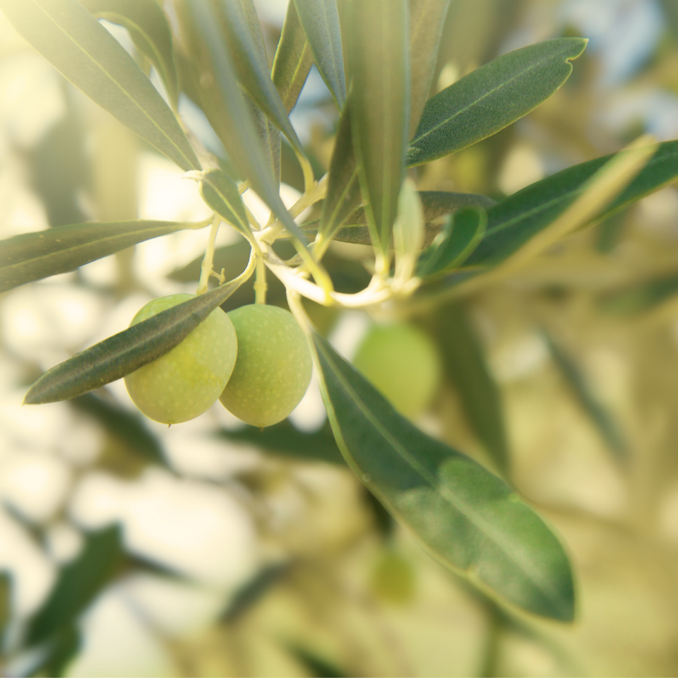 Olivenbaum Olivenzweig 