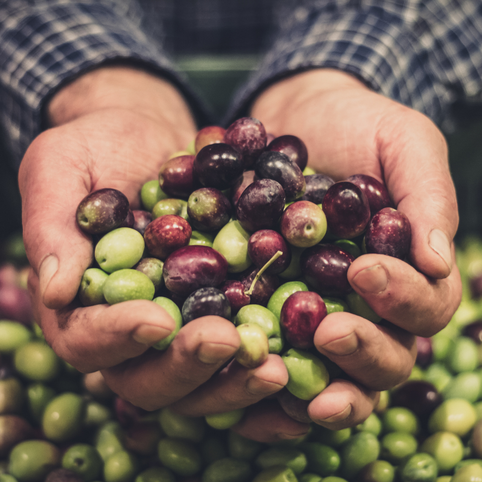 Olivenfarmer der frisch geerntete Oliven in den Händen hält